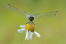 Schwarze Heidelibelle (male)  No.2