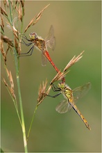 Sympetrum depressiusculum