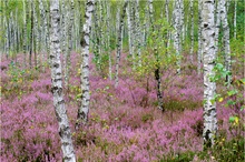 Reicherskreuzer Heide in Brandenburg