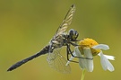 Schwarze Heidelibelle (male) No.3