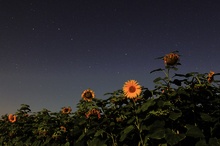 Der Große Wagen über einem Sonnenblumenfeld