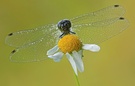 Schwarze Heidelibelle (male) No.4