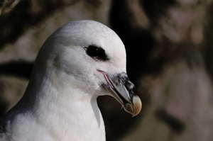 Eissturmvogel Portrait