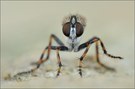 ~ Tolmerus cingulatus ~
