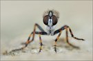 Tolmerus cingulatus