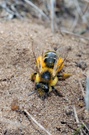Hosenbiene (Dasypoda hirtipes)
