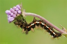 Ampfer-Rindeneule (Acronicta rumicis)