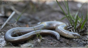 Anguis fragilis