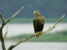 Seeadler Haliaeetus albicilla