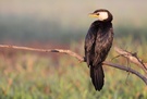 Little pied cormorant