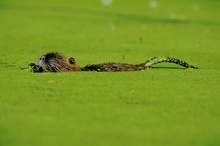 Nutria im Grünen