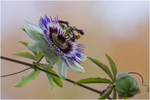 Passiflora