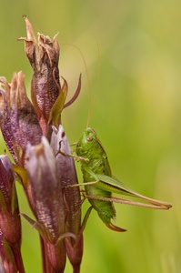 Metrioptera bicolor