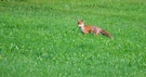 Red Fox