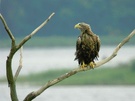 Seeadler Haliaeetus albicilla