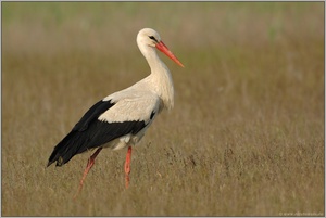 das Jahr 2009... Weissstorch *Ciconia ciconia*