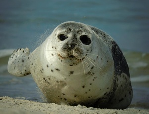 Willkommen am Strand