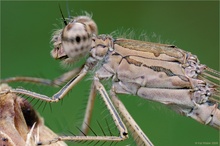 Sibirische Winterlibelle (Sympecma paedisca)