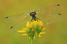 Schwarze Heidelibelle (female) No.2