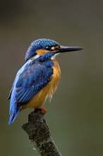 Eisvogel  in Brandenburg - Das Jahr geht zuende