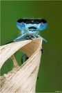 Hufeisenazurjungfer (Coenagrion puella) - Portrait