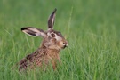 Feldhase (Lepus europaeus) bei der Abendmahlzeit