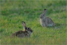 Wildkaninchen (Oryctolagus cuniculus)