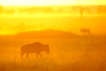 Tiere im Sonnenaufgang