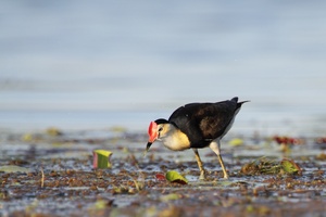 Comb-crested Jacana