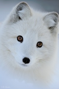 Arctic fox (c)