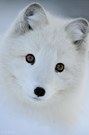 Arctic fox (c)