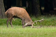 Der Platzhirsch macht sich heiß