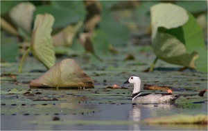 Kleine Ente... grosse Blätter...