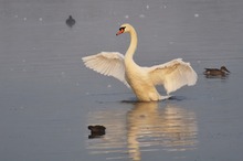 Schwan