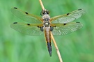 Libellula quadrimaculata