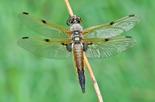 Libellula quadrimaculata