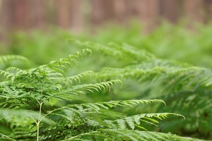 Adlerfarn (Pteridium aquilinum)