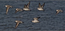 vogelflug an der nordsee