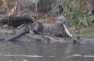 Otter