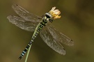 Blaugrüne Mosaikjungfer (male) No.2