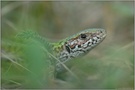 versteckt.... Smaragdeidechse *Lacerta viridis*