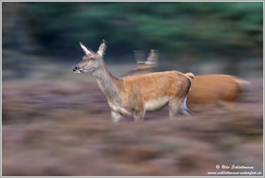 Auf der Flucht (?)