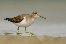 Marienkäfer mit Flussuferläufer