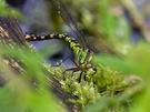 Grone Mosaikjungfer
