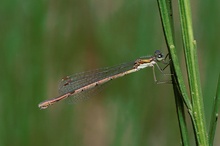 Kleine Binsenjungfer