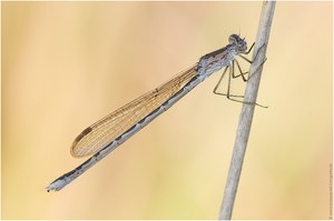 Sibirische Winterlibelle (Sympecma paedisca)