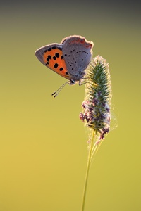 Lycaena phlaeas
