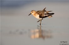 Der tanz des Sanderlings