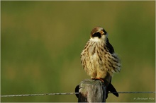 Rotfußfalke (Falco vespertinus)