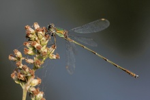 Meine letzte Saisonlibelle